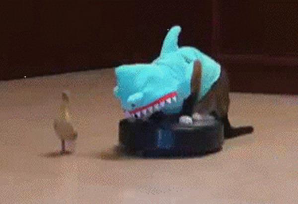 nmzdeki sene nasl geerse gesin, kpekbal kostmyle robot sprge zerinde rdek kovalayan bu kediyi de asla unutmayacaz.