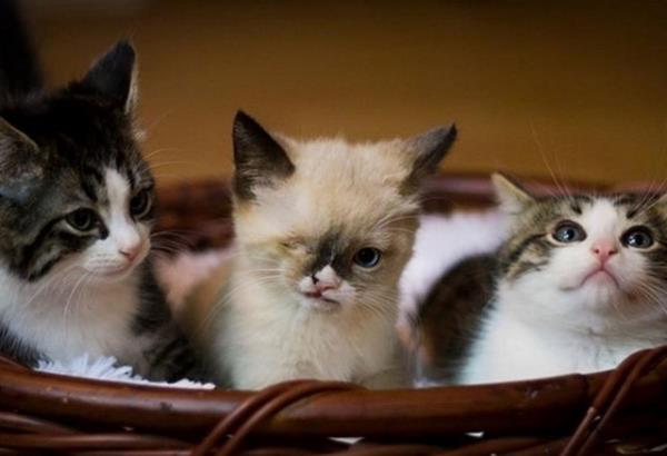 Sir Stuffington yelkenliyle dnyay geen kendine gveni tam bir korsan kediydi..