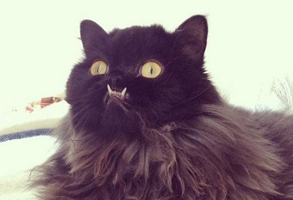 stediini elde etmesi iin diini gcrdatp gstermesi yeterli.