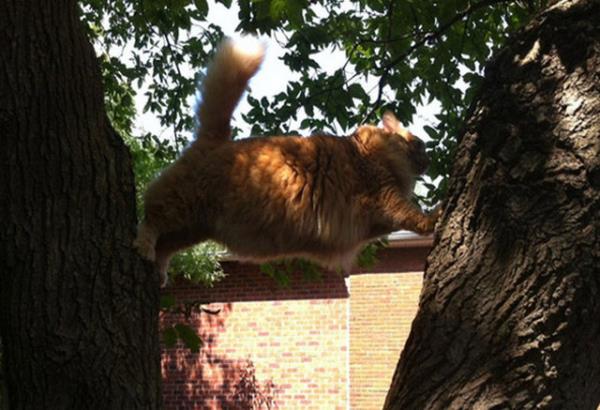 Topher, iki aa arasnda skan kedi