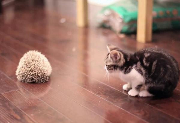 Kirpiyle tanan kedicik