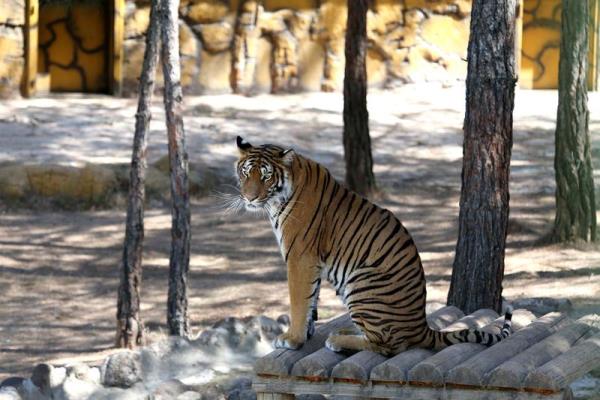 Aralarnda Kaplanlarn da olduu hayvanat bahesinde 270 trde 4 binin zerinde hayvan bulunuyor.