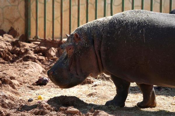Hayvanat bahesinde 270 trde 4 binin zerinde hayvan bulunuyor.