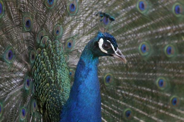 Hayvanat bahesinde 270 trde 4 binin zerinde hayvan bulunuyor.