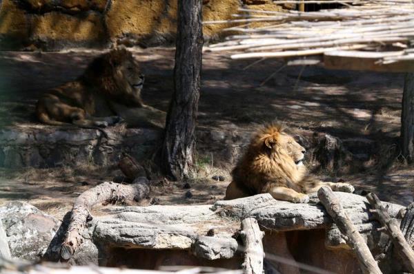 Aralarnda Aslanlarn da olduu hayvanat bahesinde 270 trde 4 binin zerinde hayvan bulunuyor.