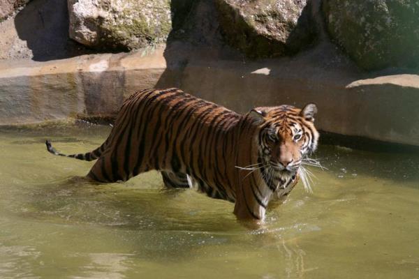 Geen hafta karne heyecan yaayan renciler, barndrd hayvan tr ve saysnn yan sra doal gzellikleriyle de dikkat eken Gaziantep Hayvanat Bahesine akn etti. Okullarn tatil olmasn frsat bilen ocuklar, dnyann drdnc, Avrupa'nn ikinci ve Trkiye'nin en byk hayvanat bahesi konumundaki Gaziantep Hayvanat Bahesini gezdi. Aralarnda Kaplanlarn da olduu hayvanat bahesinde 270 trde 4 binin zerinde hayvan bulunuyor.