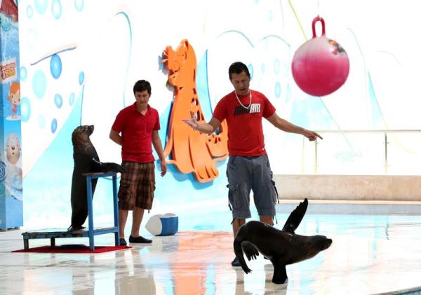 <P>Meksika'dan getirilen fok balklar gsteri yapt.</P>