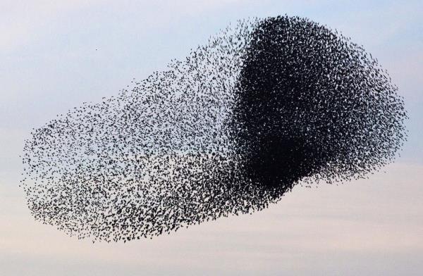 <b>Kularn gz yzndeki kusursuz dans...</b>