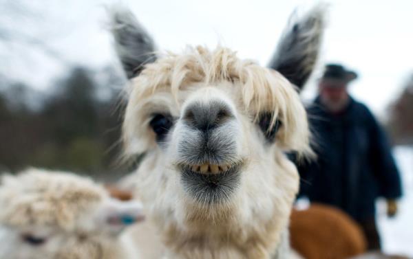 <b>te 2013'n En Mehur Hayvanlar</b>