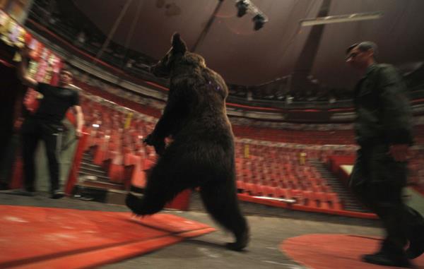 <b>te 2013'n En Mehur Hayvanlar</b>