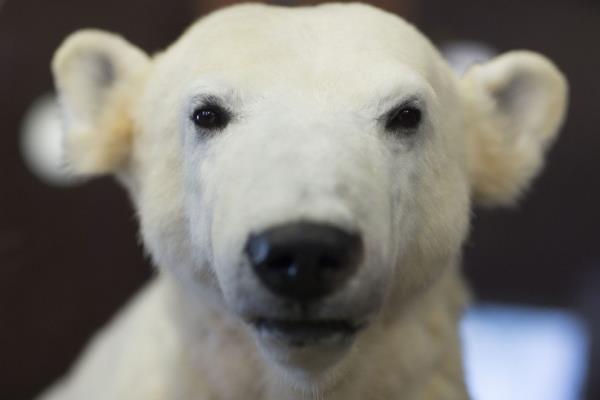 <b>te 2013'n En Mehur Hayvanlar</b>