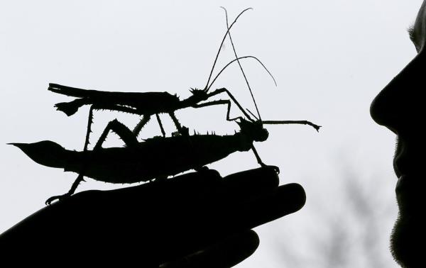 <b>te 2013'n En Mehur Hayvanlar</b>