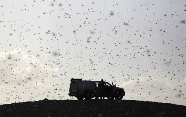 <b>te 2013'n En Mehur Hayvanlar</b>