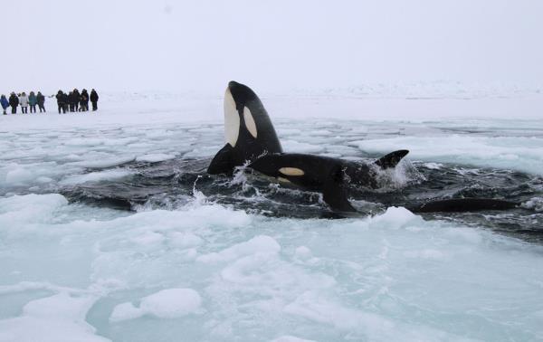 <b>Kuzey Kutbunda bir balina buzu krarak turistleri korkutuyor.</b>