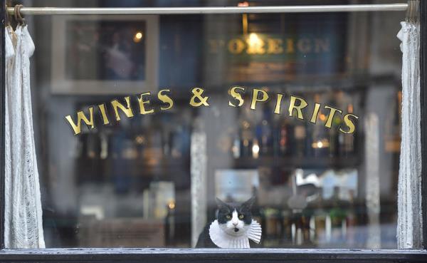 <b>Bir mekann maskotu olan bu sevimli kedi stndeki kyafetlerle bir hayli ilgi ekici</b>