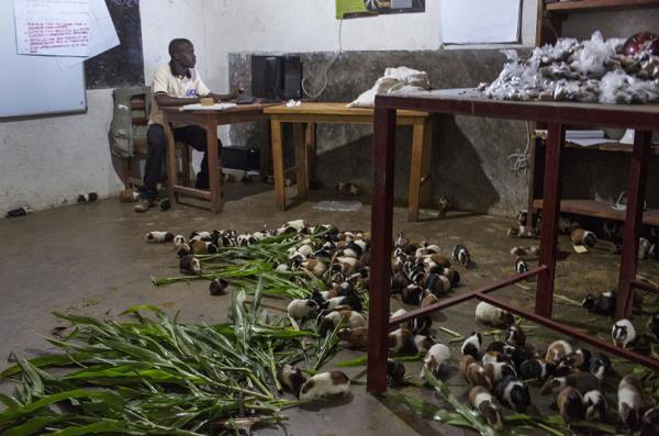 <b>te 2013'n En Mehur Hayvanlar</b>