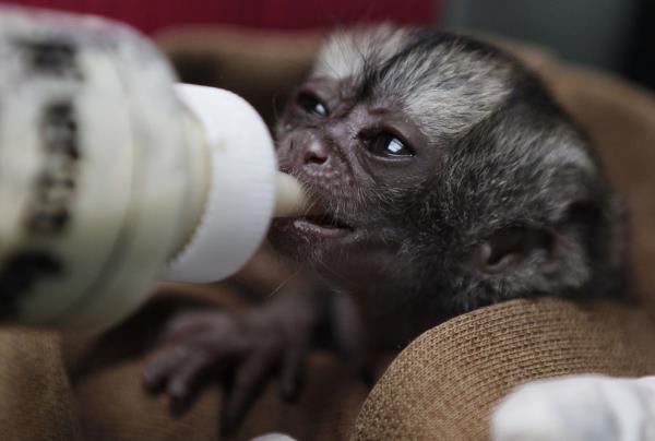 <b>te 2013'n En Mehur Hayvanlar</b>