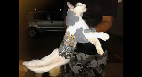 <b>Bir insan tarafndan iddete maruz kalan bir hayvan.</b>