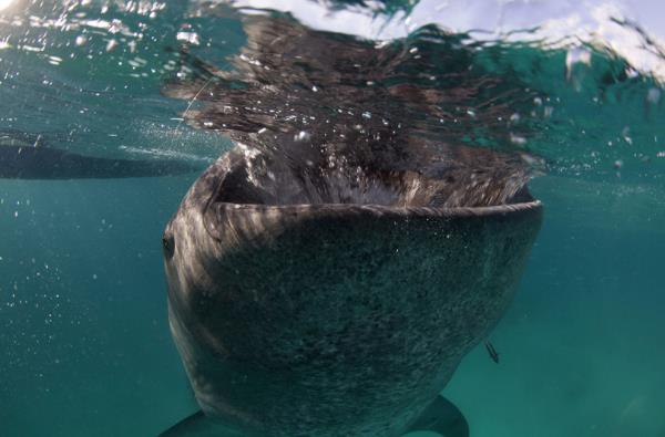 <b>Bir belgeselci tarafndan ekilen bu fotoraf hi kukusuz ki zihinlerimizde yer alyor.</b>