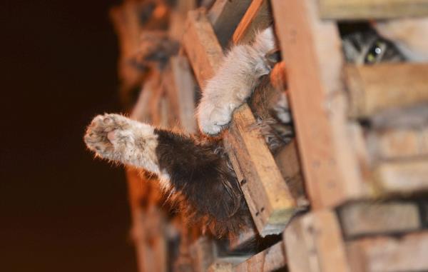 <b>te 2013'n En Mehur Hayvanlar</b>