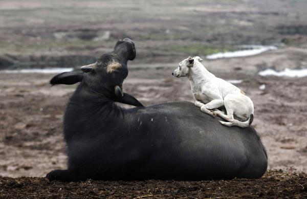 <b>te 2013'n En Mehur Hayvanlar</b>