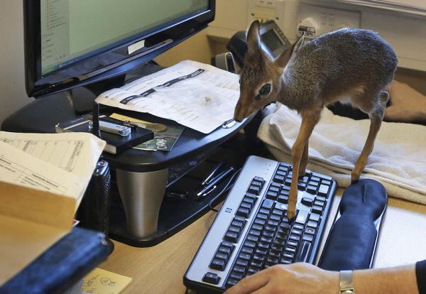 <b>Annesini kaybetmi bir geyik yavrusu grenleri glmsetiyor.</b>