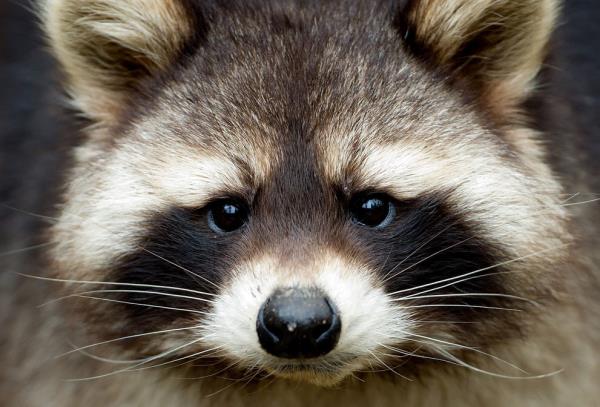 <b>te 2013'n En Mehur Hayvanlar</b>