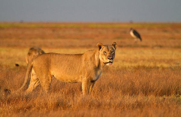 Zambiya, Liuwa Plain Ulusal Park