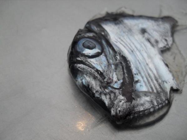 Deniz yzeyinden 50 metre ile 1500 metre altndaki derinliklerde rastlanyor. effaf blmlerinde yer alan fosfor sayesinde en ufak bir kta gm gibi parlyor.