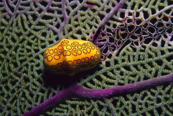<p><b>Flamingo Tongue Snail</b></p>    Dier deniz tavanlarndan farkl olarak kabuklu bir salyangozdur. Tm kabuu canl tarafndan kaplanm haldedir.