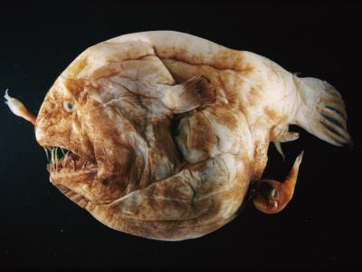 Bu balklar dipte, yosunlar arasnda, yalnzca gzleri ve az darda kalmak zere, hi kprdamadan beklerler. Srt yzgeinin ilk nndan kan ve aznn stne kadar gelen dokunacn ucunda yer alan, pskl gibi ksmdan k yayar ve deniz dibinde oluturduu yakamozlarla avn yanna eker ve birdenbire azn aarak yutar.