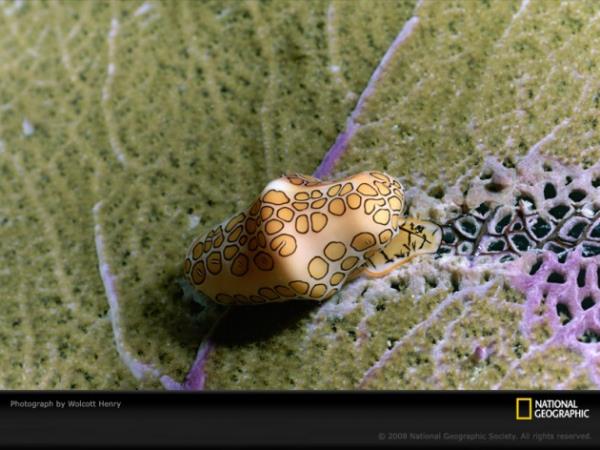 Karayiplere zel bir canl ve gorgon dallarnn zerinde yaar, beslenir ve rerler.