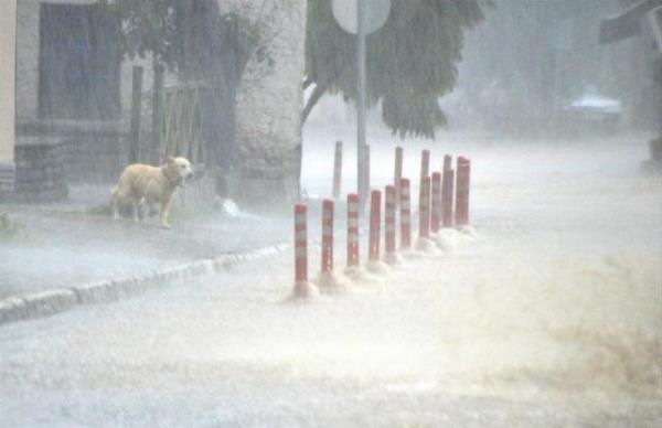 Mula`nn Bodrum ilesinde etkili olan sanak ya hayat olumsuz etkiledi. Dalardan gelen yamur sular nedeniyle yollar kapand, baz aralar sulara gmld. Trkiye