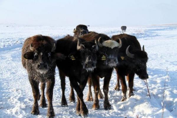 Doubayazt yolu zerinde bulunan Kaz Gl'nde otlayan mandalarn grnm de ilede yaanan souklar en iyi ekilde yanstrken, sis ve ayazda tamamen donan aalar ise souk havann iddetini gzler nne serdi.
