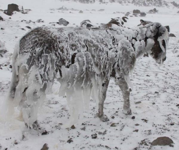 Siverek'in Karacada blgesinde Karlk kynde krsala terk edilen babo eeklerin, souk hava nedeniyle zerileri buz tabakasyla kapland