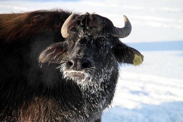 Van'n aldran ilesinde, vatandalar kaloriferli evlerinde dahi soba yakarak snmaya alyor. Gece hava scaklnn sfrn altnda 38 derece olarak lld ilede i yerlerinin camlar buzla kaplanarak grnmez hale geldi