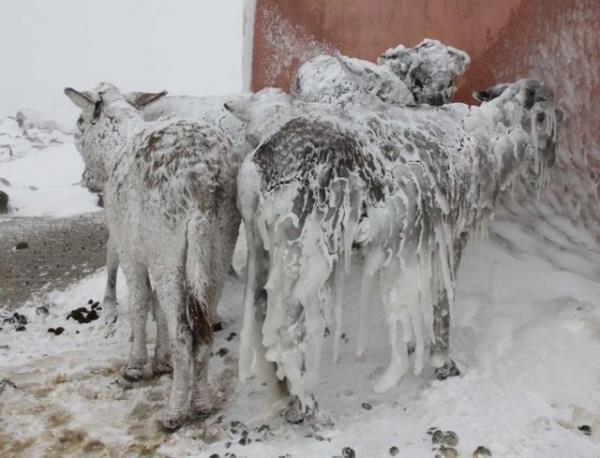 Kyn 1 kilometre dndaki bo alanda souktan korunma igdsyle birbirine sokulup hareketsiz kaldklar sanlan eekler, kyller tarafndan ahra gtrld.