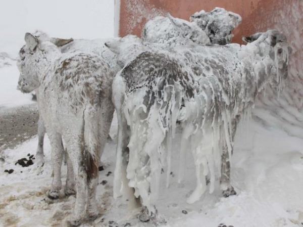 Kurulan ekip, Karacada blgesindeki Karlk Ky yaknlarnda buz tutan eeklerin bulunduu alana gitti.