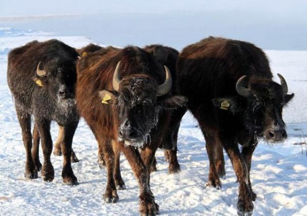 aldran'a bal Ayranclar kynde yaayan Biar nar ise "Kmr, odun, tezek, ne bulursak yakyoruz. Gece gndz sobalar snmeden yanyor" diye konutu.