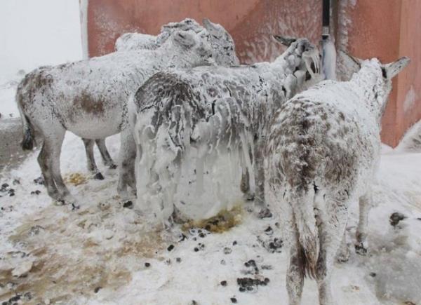 Kaymakam Hamza Erkal, "Eeklerin donmak zere haberi gelir gelmez belediyemizle ibirlii yapp, hayvanlar Belediye barnana getirdik. Ekipler krsal alanda dolap babo hayvanlar barnaa getirecek" dedi.