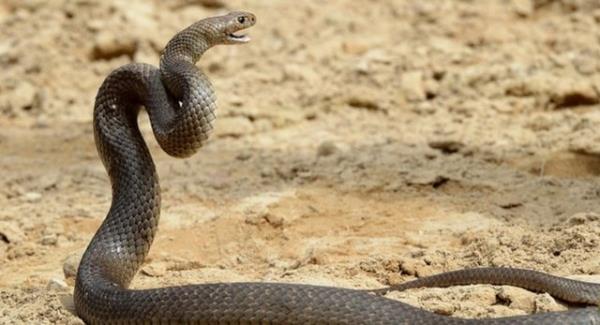 <b>Ylan ukuru:</b> Ylan ukuru tarihi bir idam yntemidir. Mahkumlar, engerekler gibi zehirli ylanlarn olduu ukurlara atlrd. Rahatsz edilmi ylanlar onlara saldrr ve mahkumlar zehirlenerek lrd.