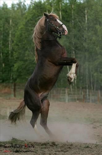 Doa ile hayvanlar aleminin en masum ve baklas kareleri...