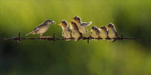 Doa ile hayvanlar aleminin en masum ve baklas kareleri...