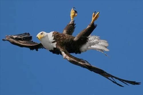 Doa ile hayvanlar aleminin en masum ve baklas kareleri...