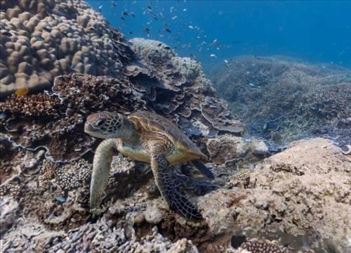 Doa ile hayvanlar aleminin en masum ve baklas kareleri...