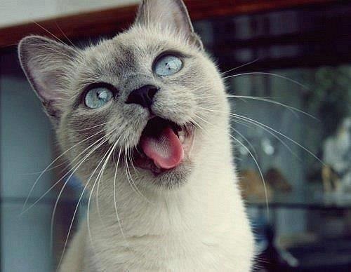 Doa ile hayvanlar aleminin en masum ve baklas kareleri...