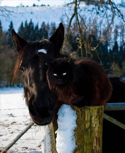 Doa ile hayvanlar aleminin en masum ve baklas kareleri...