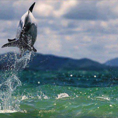 Doa ile hayvanlar aleminin en masum ve baklas kareleri...