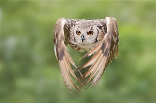 Doa ile hayvanlar aleminin en masum ve baklas kareleri...