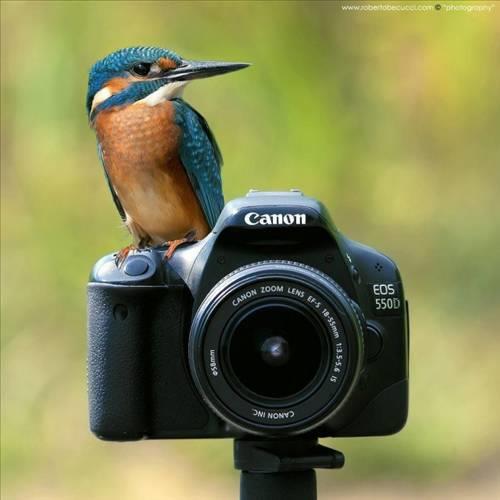 Doa ile hayvanlar aleminin en masum ve baklas kareleri...